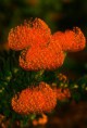 /album/galeria-de-fotos/pincushion-protea-flowers-copia-jpg/